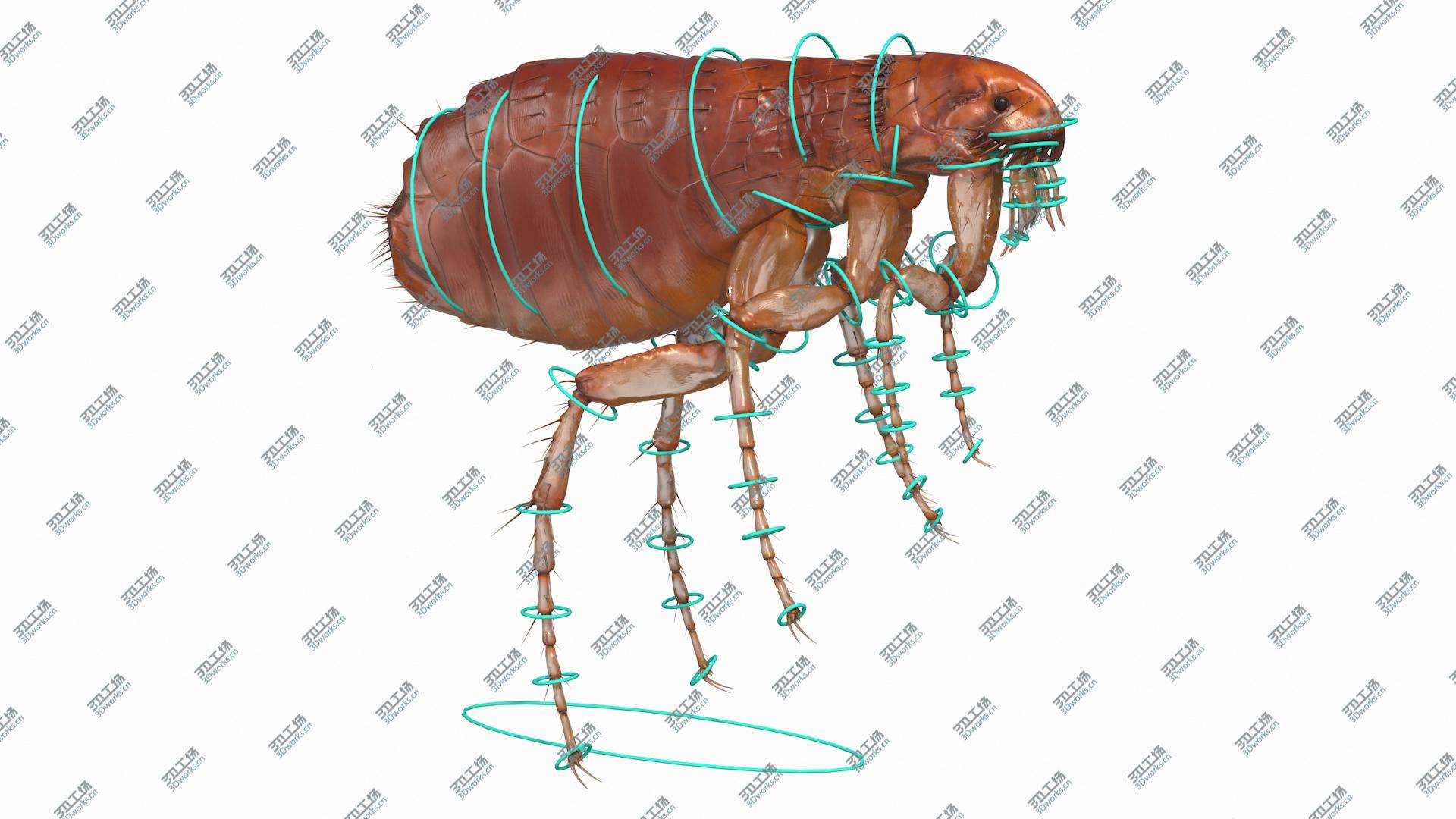images/goods_img/202104093/3D Flea Insect Rigged model/3.jpg